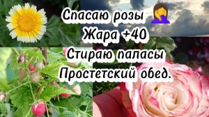 03-07-2025Спасаю розы.Жара +40.Стираю паласы.Простетский обед.