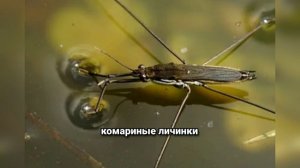 Водомерки — Летающие по воде: как живут самые загадочные клопы планеты