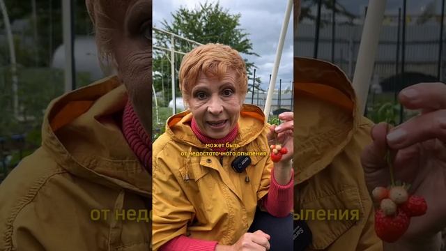 ПОЧЕМУ У ЗЕМЛЯНИКИ НЕСТАНДАРТНЫЕ ЯГОДЫ?