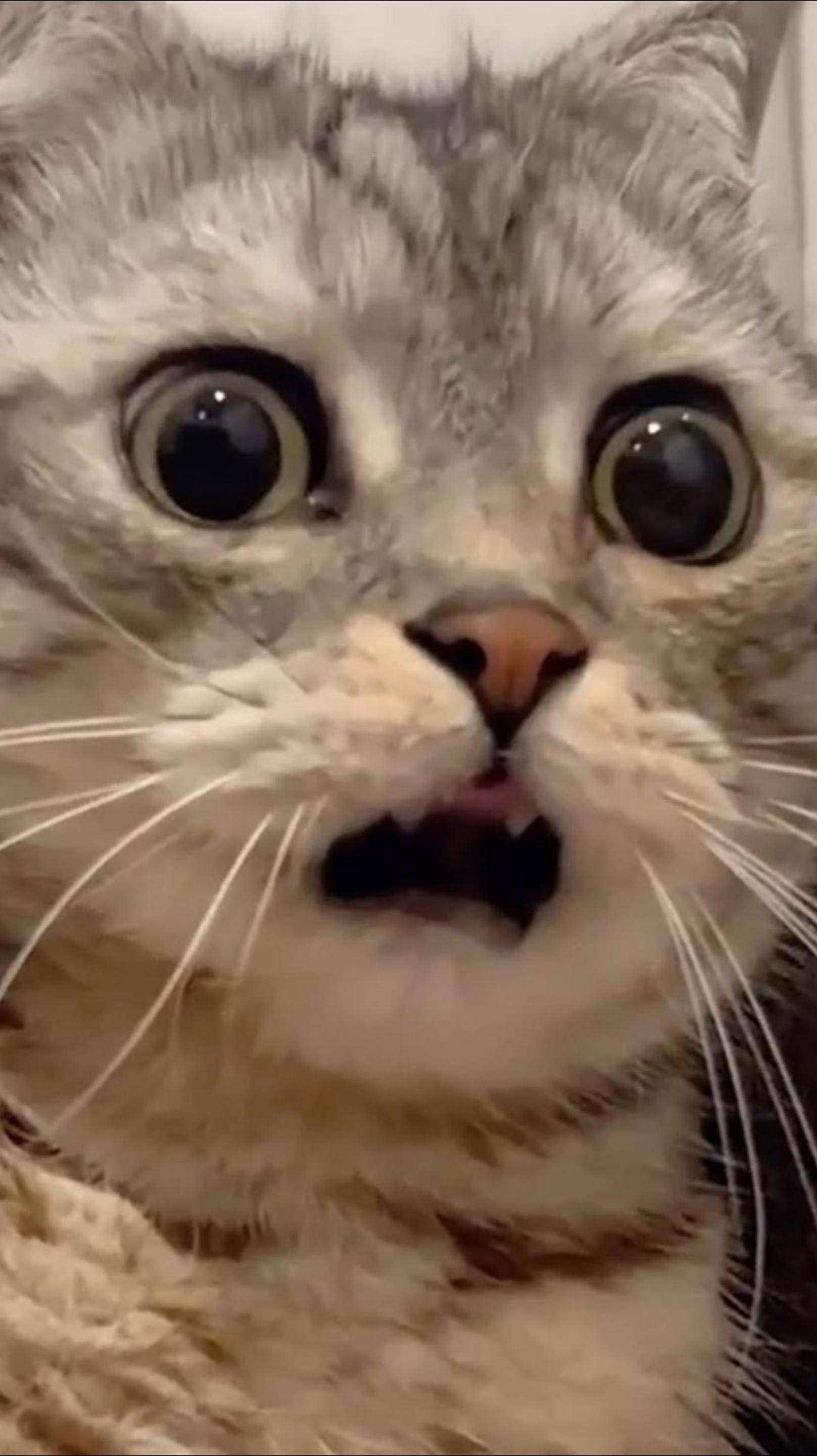 😂 ХОЛОДИЛЬНИК ПУСТОЙ 🙀 РОМАНТИЧНАЯ БЕСЕДА 🥰 ОЗВУЧКА ОТ ROMEO 🔥 #говорящийкот #озвучка #угараю