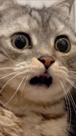 😂 ХОЛОДИЛЬНИК ПУСТОЙ 🙀 РОМАНТИЧНАЯ БЕСЕДА 🥰 ОЗВУЧКА ОТ ROMEO 🔥 #говорящийкот #озвучка #угараю