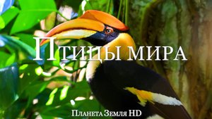 Птицы Мира HD - Живописный Фильм о дикой природе с успокаивающей Музыкой