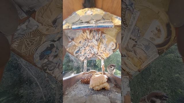 1000045756.mp4Жизнь кормушки.03.07.2025г.