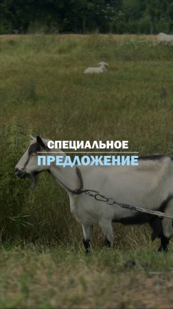СПЕЦИАЛЬНОЕ ПРЕДЛОЖЕНИЕ!