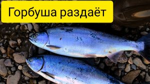 ГОРБУША ПРИШЛА!! ЛЮТАЯ РАЗДАЧА РЫБЫ!! Рыбалка в России