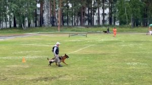 1 Оч/хор Аллемо Хаус ИРАНА +0+ №34. КЧК ЗАРЕЧНЫЙ 22 июня`25 Моно немецких овчарок