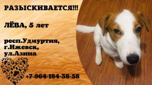 Пропала собака! ЛЁВА, 5 лет. респ.Удмуртия, г.Ижевск.