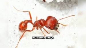 Красный огненный муравей: самый опасный захватчик среди насекомых