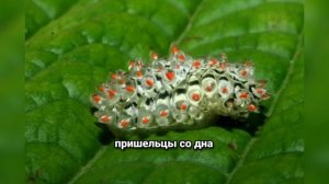 Слизневидки: Самые Необычные Бабочки России, Которые Поражают воображение