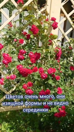 Обзор на плетистую розу ПАУЛЬ СКАРЛЕТ / Paul's Scarlet  в Подмосковье! 🌹 #дача #цветы #shortvideo