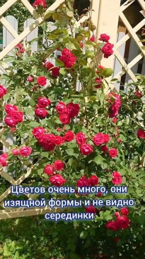Обзор на плетистую розу ПАУЛЬ СКАРЛЕТ / Paul's Scarlet  в Подмосковье! 🌹 #дача #цветы #shortvideo