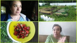 Ты блогер? Тогда тебе сюда... Первая клубника, Спасаем урожай. Нашествие птиц 25/2025
