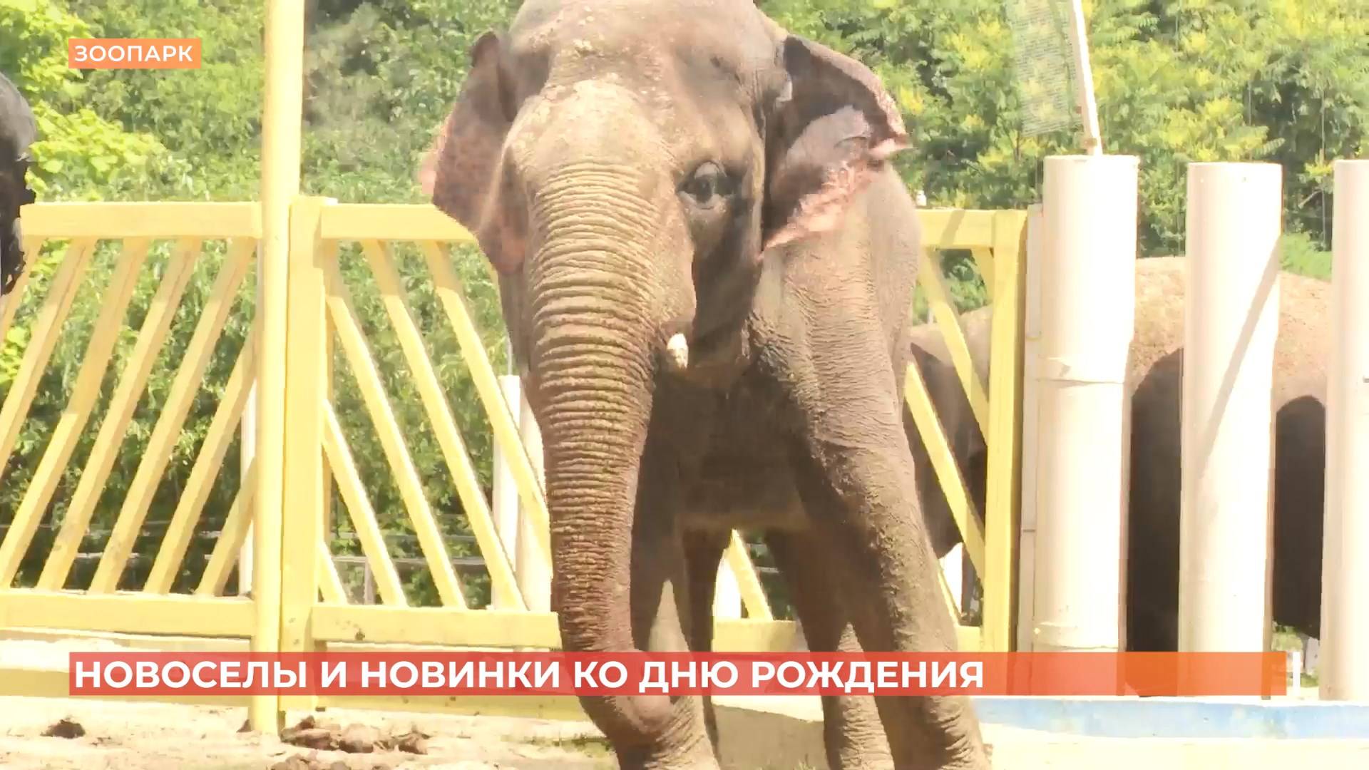 Ростовскому зоопарку исполнилось 98 лет!: новые обитатели