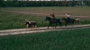 За конные выходные