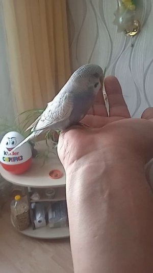 Волнистик Кешка на руке