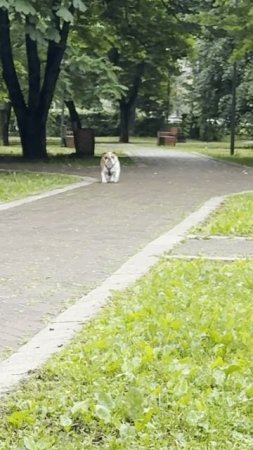 Тормознули