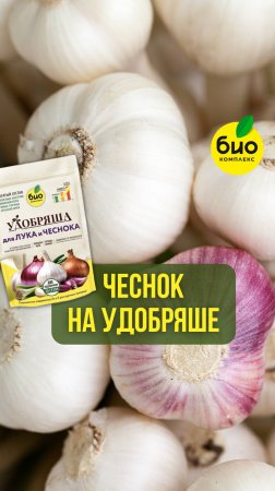 Чеснок на Удобряше