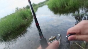 Рыба на Мурашах еще есть, лещи , сазаны, огромные караси