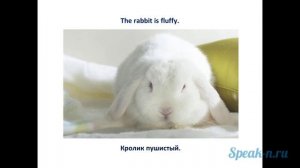 6_1_rabbit