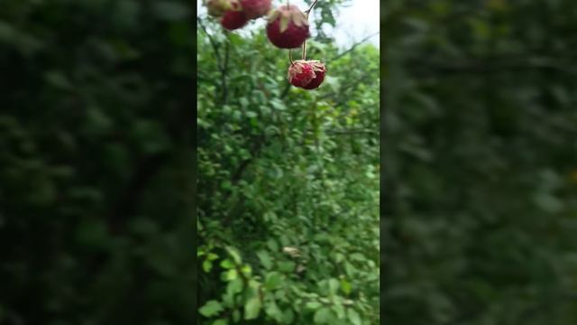 Очень крупные клубника