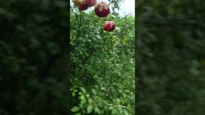 Очень крупные клубника
