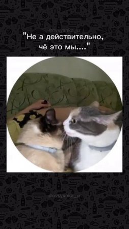 Кошаньки