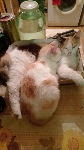 Кошки балдеют. #смешновидео #cat #trending #subscribe #смешнойшортс #trendingshorts #shorts #reels