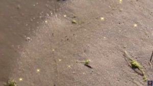 Ветром стать от **СаШкИ***