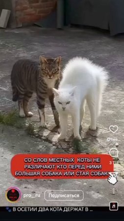 кошки