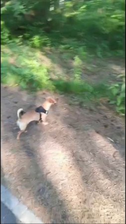 Джесси на прогулке 🐕🎀
