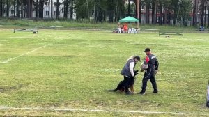 1 Отл. КЧК ПАНДОРА из Белого Яра +++ №70. КЧК ЗАРЕЧНЫЙ 22 июня`25 Моно немецких овчарок