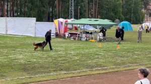 1 Отл. КЧК ОСБОРН из Белого Яра +++ №17. КЧК ЗАРЕЧНЫЙ 22 июня`25 Моно немецких овчарок