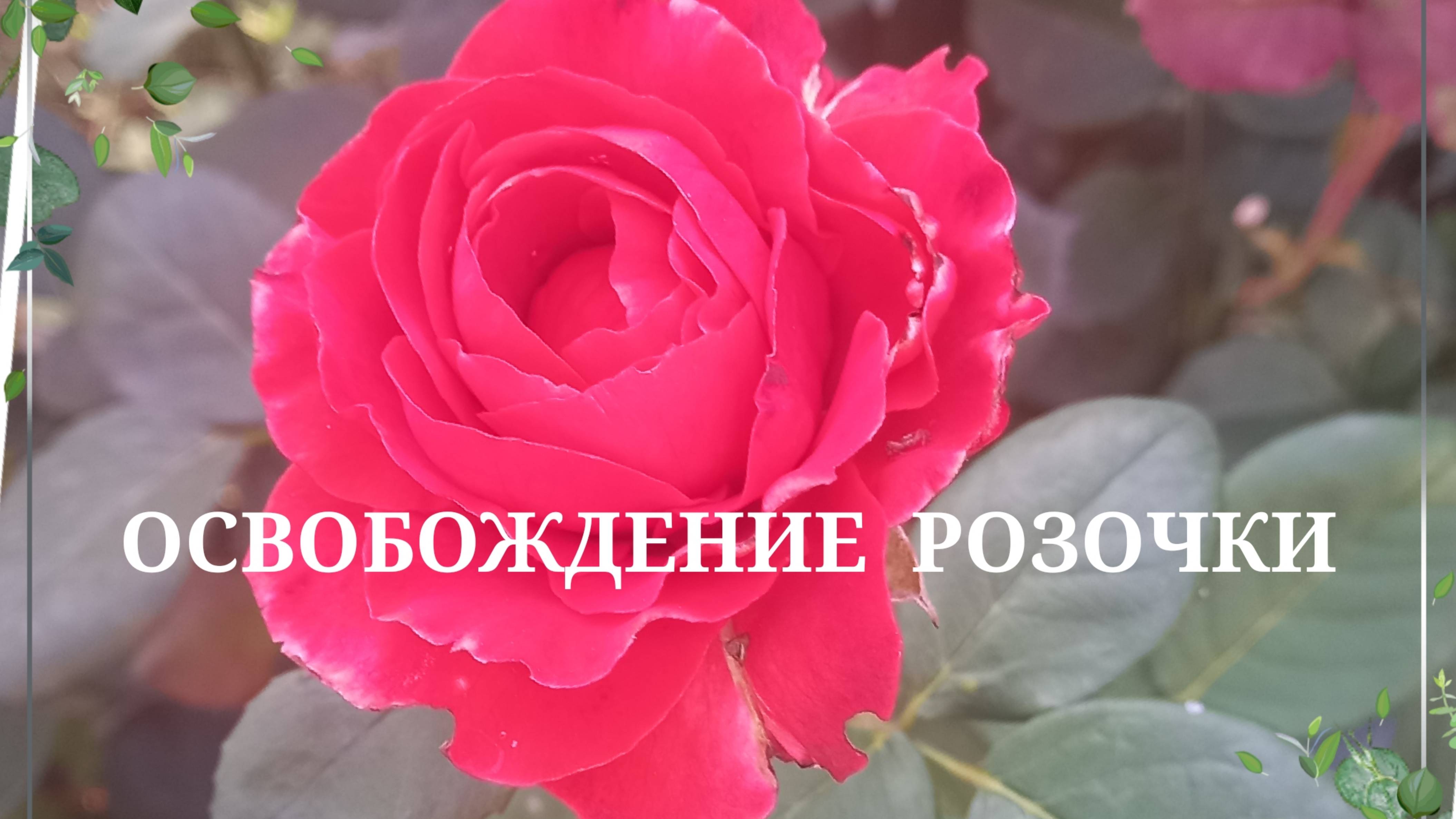 Освобождение розочки. 🌹