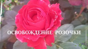 Освобождение розочки. 🌹