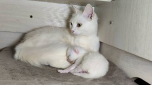 Новорожденный котенок. День десятый. Мама-кошка разговаривает с новорожденным котенком