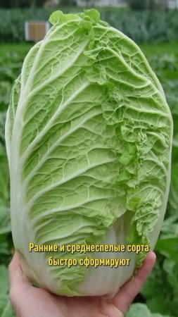 Обязательно посейте эти вкусные и полезные овощи в июле! Урожай будет отменный!