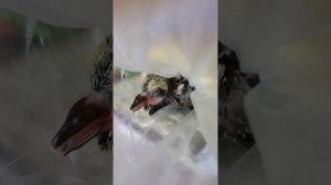 У птенца опухла и покраснела шея,  задыхается?