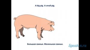 8_1_pig
