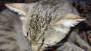 Камеру, убери!😾 Уставший Максик. Любимые животные