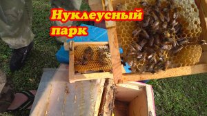 ДОМАШНИЙ ТОЧОК, НУКЛЕУСНЫЙ ПАРК, ИНФОРМАЦИЯ ПО МАТКАМ.