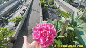7 соток. Собрала 18 штук пионов и 2 литра клубники..Хроника 3 июля 2025 год