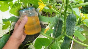 Огурцы засыплют вас огурцами с ног до головы, подлейте это под огурцы!
