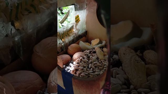 03.07.25. положила корм в дальнюю кормушку для белочек