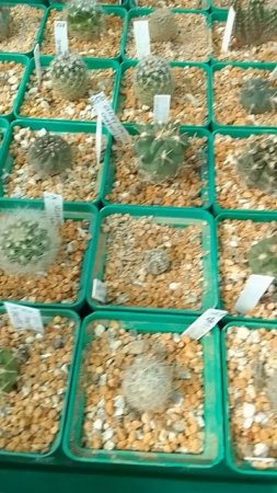 Gymnocalycium friedrichii (Гимнокалициум Фридриха)