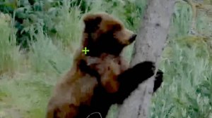 Медвежонок : Мама,я боюсь один.У мамы мишка отнял рыбу