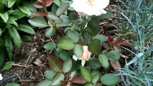 Цветение молодых роз! Лоран Каброль, Салли Холмс, Августа Луиза и др.