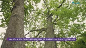 В Павловском парке обрабатывают и укрепляют стволы лип