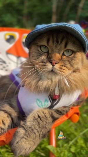 Моя красивая жизнь!😻 #котики #юмор #кот