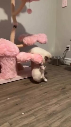 Котята разыгрались 🤩🐈😻😉