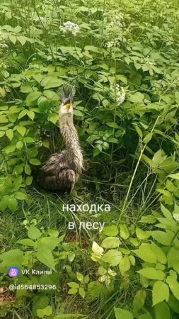 лесное чудо